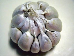 In che modo l'aglio primaverile differisce dall'aglio invernale e quale è meglio conservare