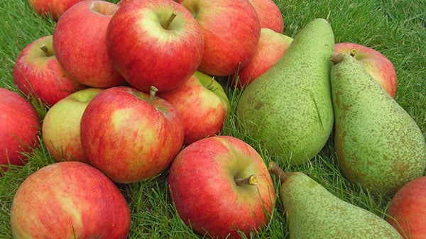 Birnen und Äpfel