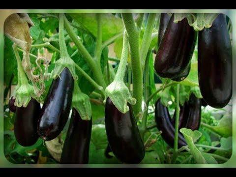 eggplant epic