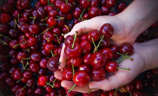 cherries for compote