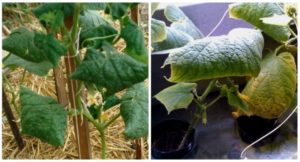 Why do cucumber leaves curl inward and what to do