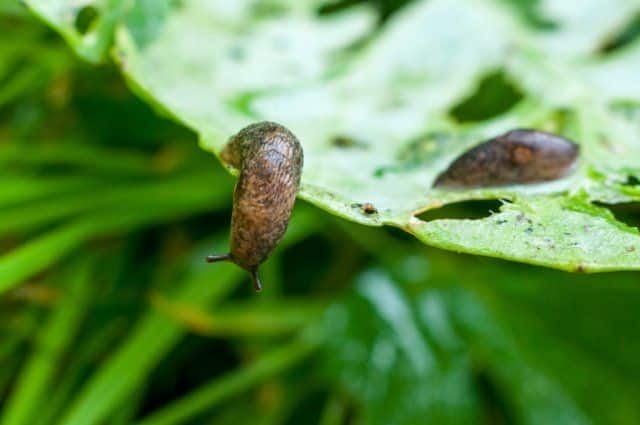 Eggplant slugs