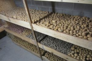 Kaip ir kur tinkamai laikyti bulves namuose bute