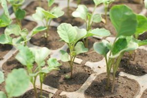 Ako a kedy správne zasadiť karfiol vonku