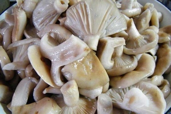 mořské houby