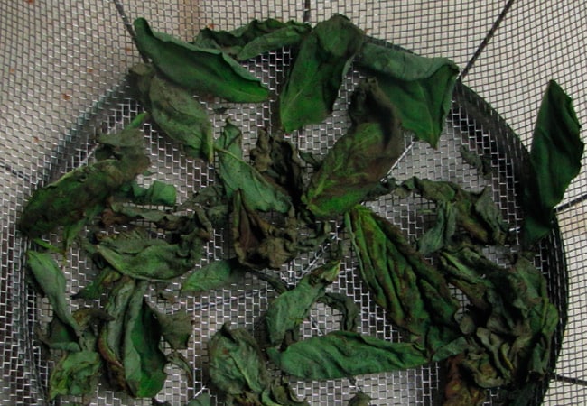 drying basil