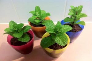 How to grow and care for mint at home on a seed windowsill