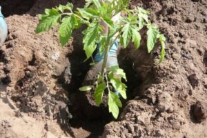 What soil composition to choose for tomato seedlings