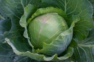 Description, planting and care of the cabbage variety Slava in the open field