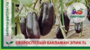 Description of the Epic eggplant variety, features of cultivation and care