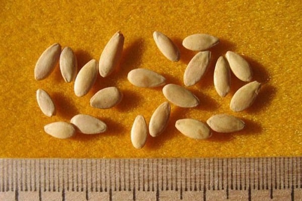 processed seeds