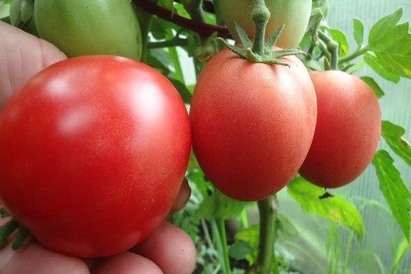 pomidorų veislė nastenka