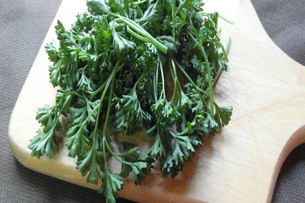 contraindications for parsley
