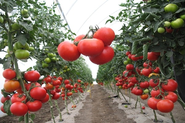 tomates semi-déterminantes