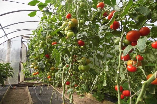 Tomaten für Gewächshäuser