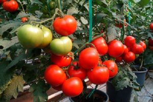 What does semi-determinant tomatoes mean, varieties for greenhouses and greenhouses
