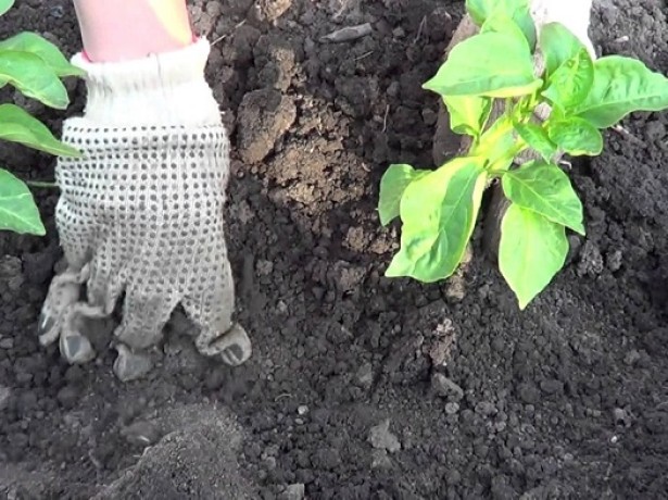 planting eggplant