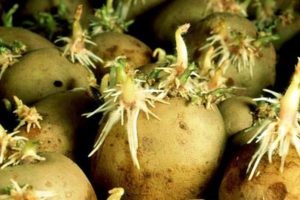 Cách làm cho khoai tây mọc mầm nhanh hơn trước khi trồng