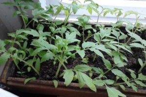 Kuinka istuttaa ja kasvattaa tomaatteja poimimatta taimia