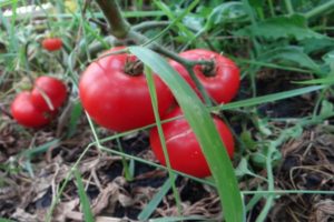 Cukraus milžiniškų pomidorų veislės savybės ir apibūdinimas, derlius