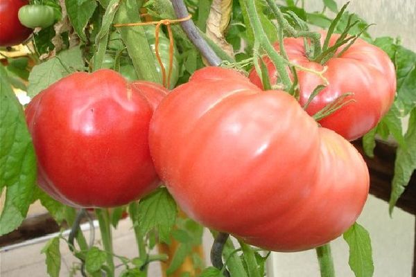 Tomaten auf einem Ast