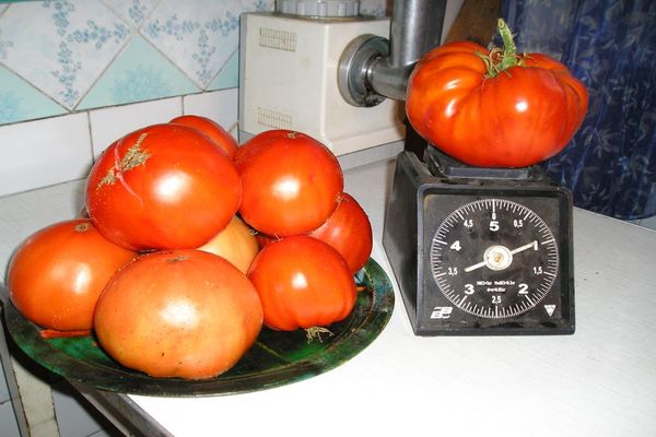 pomidory na stole