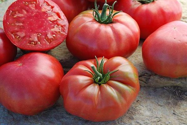 wysokie pomidory