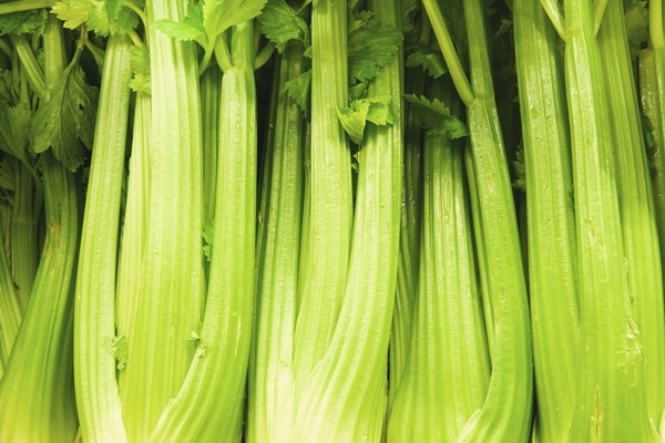 vzhled celeru