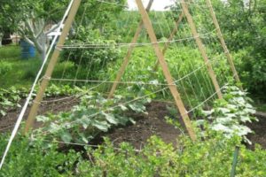 How to make a trellis for tomatoes with your own hands