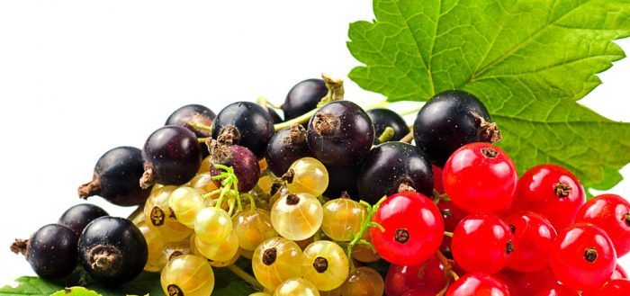 different currants