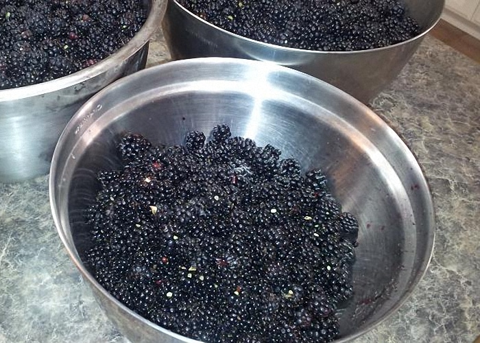 mga blackberry sa isang mangkok