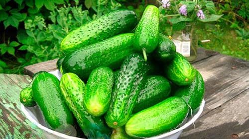cucumbers in a bowl