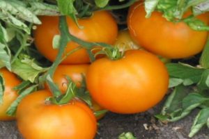 Kenmerken en beschrijving van de tomatensoort Orange, de opbrengst