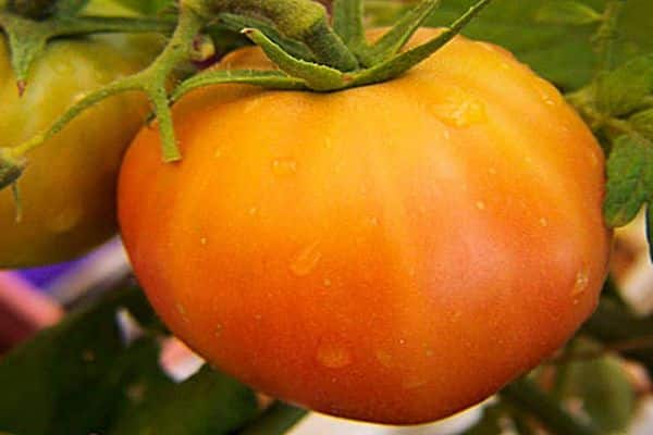Tomatenpflege