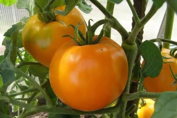 geltoni pomidorai