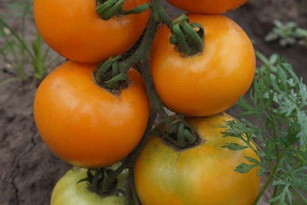 tomat på jorden