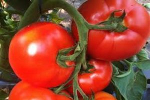 תיאור מגוון העגבניות בבלפורט, מאפייני גידול וטיפול