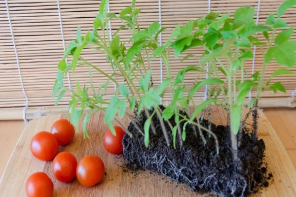Tomaattilajikkeen Eupator ominaisuudet ja kuvaus, sen sato