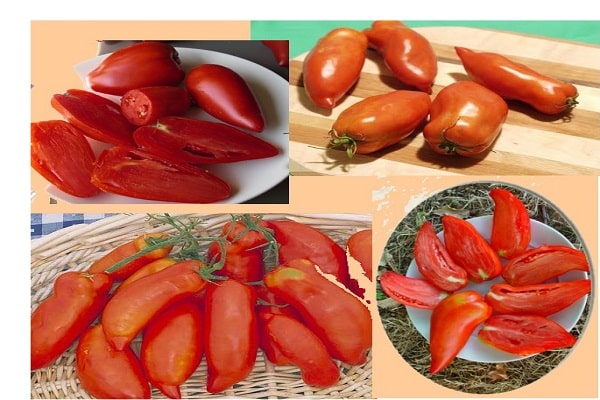 tomaat hugo
