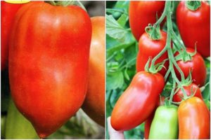 Beschreibung der Hugo-Tomatensorte, ihrer Eigenschaften und Produktivität