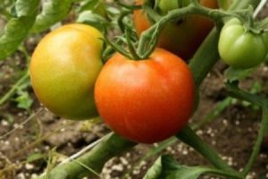 Description of the New Year tomato variety and its characteristics