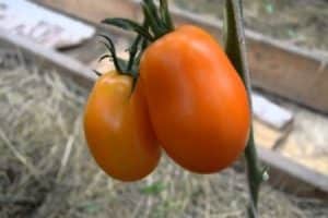 Descripción de la variedad de tomate Olesya y sus características