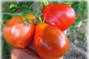 Descripción de la variedad de tomate Orejas de burro, sus características y rendimiento.