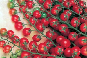 Egenskaper och beskrivning av tomatsorten Sweet million, dess utbyte