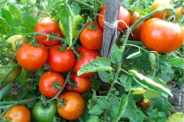 tomatoes in the garden