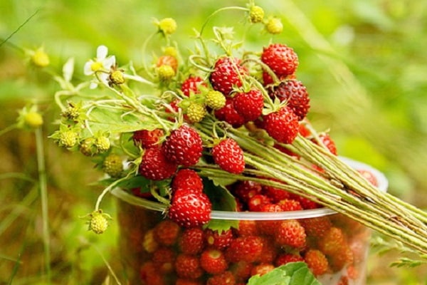 dense berries