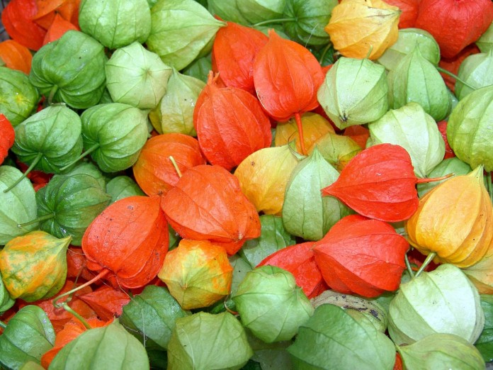 physalis for jam