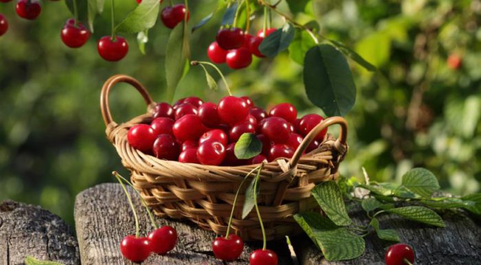 cherries in a basket