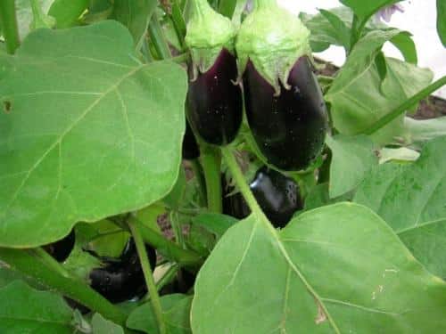 eggplant and caring for it