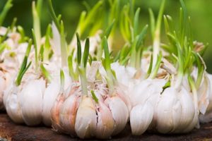 Come coltivare e prendersi cura dell'aglio all'aperto per un buon raccolto